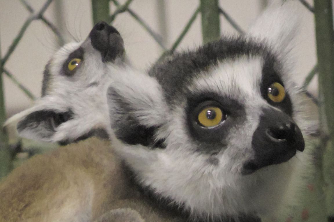   Lemur catta          